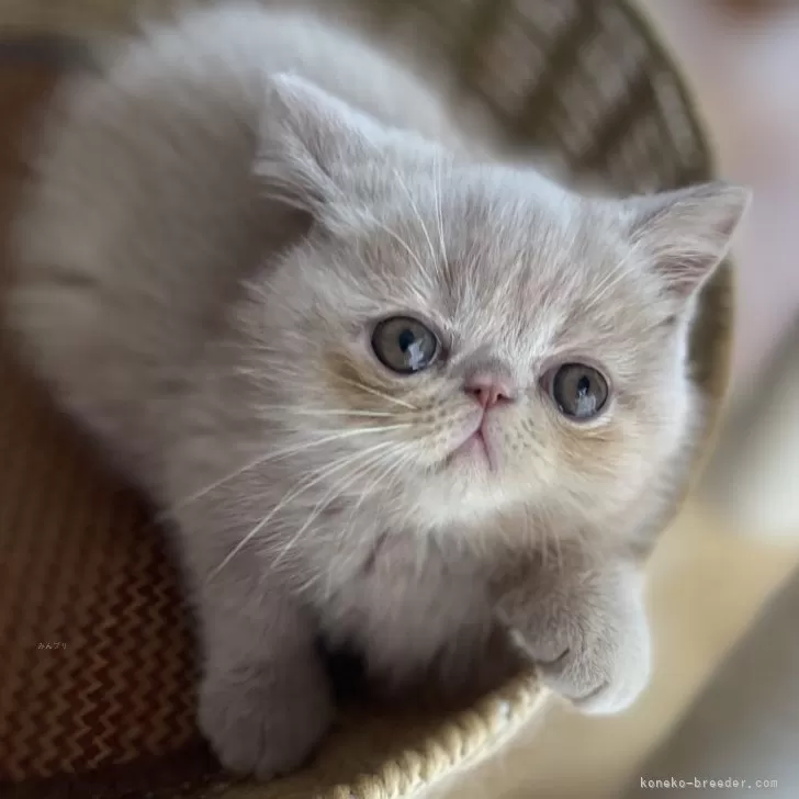ID：2507-02154の子猫