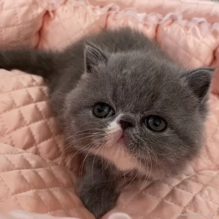 ID：2502-02492の子猫