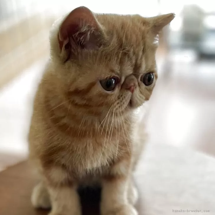 ID:2507-02160の子猫