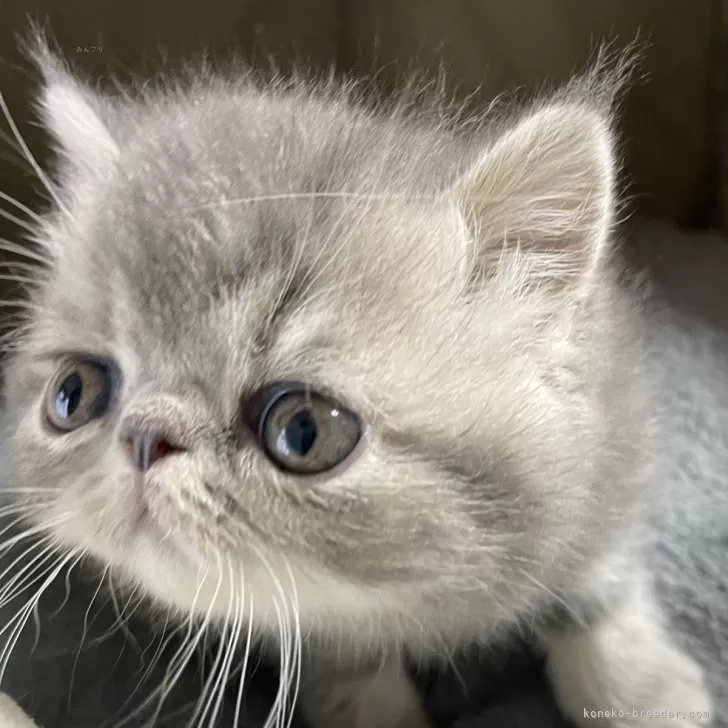 ID：2501-01204の子猫