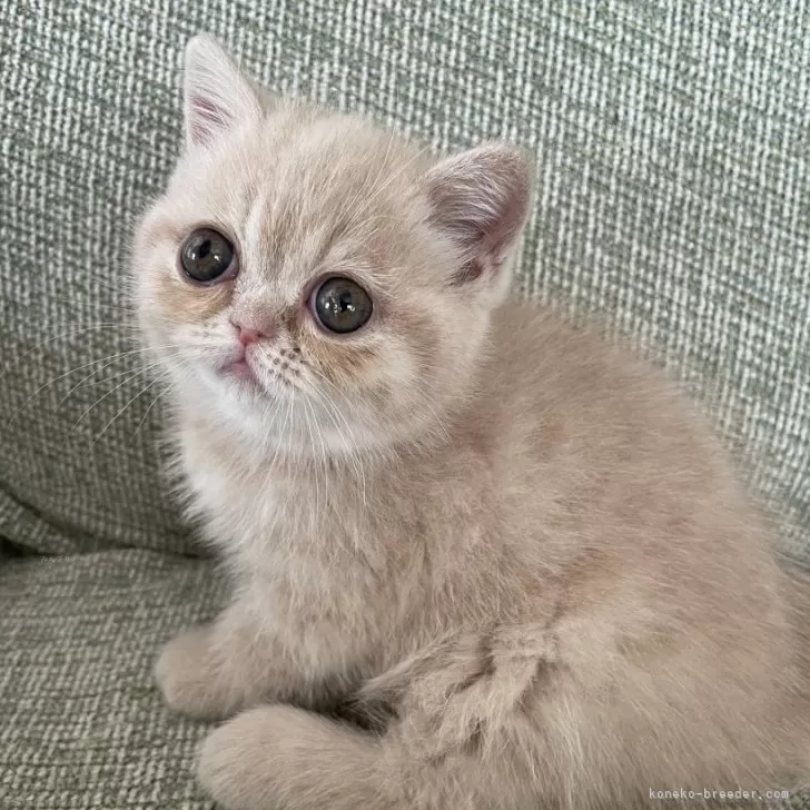 ID：2502-01754の子猫