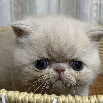 エキゾチックショートヘア【神奈川県・男の子・2025年2月27日・クリーム】の写真「まん丸お顔と太い手足」