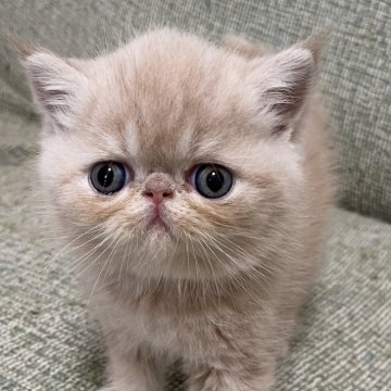 エキゾチックショートヘア【神奈川県・男の子・2025年3月1日・クリームタビー】の写真「大きな目」