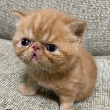 エキゾチックショートヘア【神奈川県・男の子・2025年2月27日・レッドタビー】の写真「ぶさいく顔」