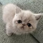 エキゾチックショートヘア
