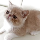 エキゾチックショートヘア