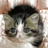 エキゾチックショートヘア