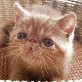 エキゾチックショートヘア