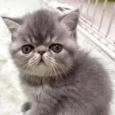 エキゾチックショートヘア