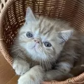 エキゾチックショートヘア