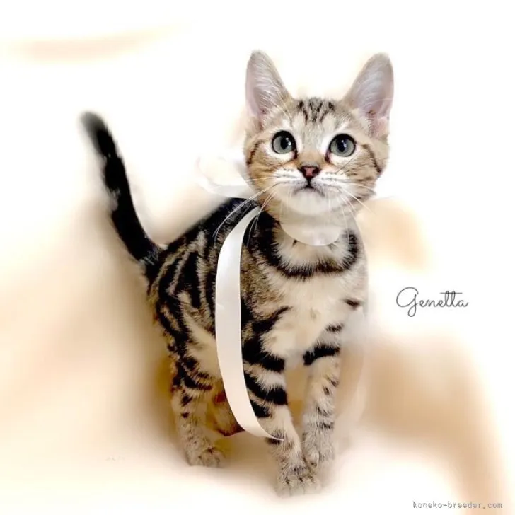 ID：2310-01015の子猫