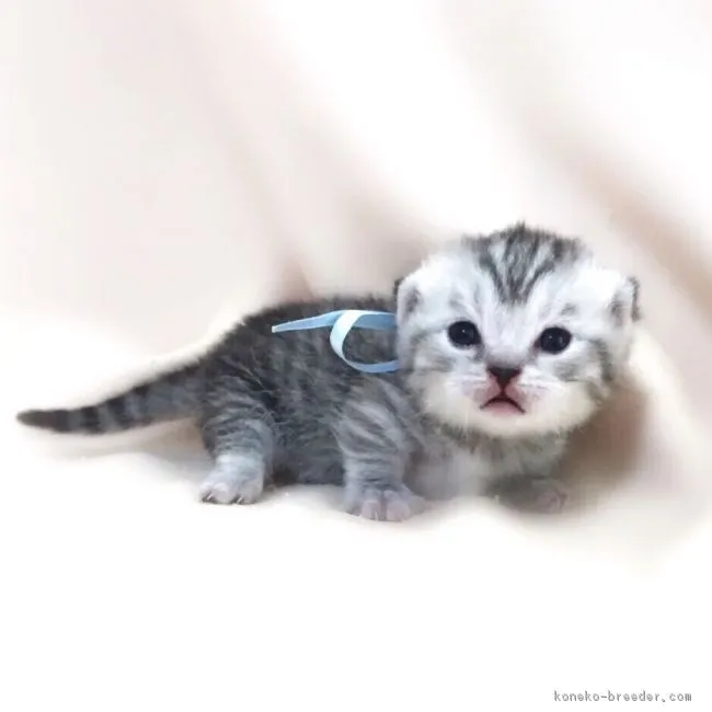 ID：1702-00657の子猫