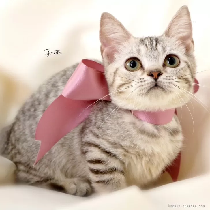 ID：2411-02628の子猫