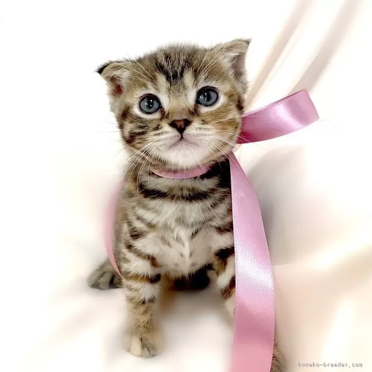 ID:2402-02212の子猫