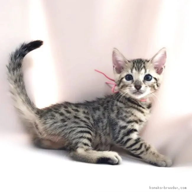 ID:1701-00643の子猫