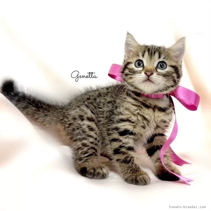 ID：2405-00923の子猫