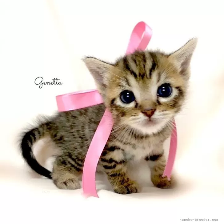 ID：2403-01610の子猫