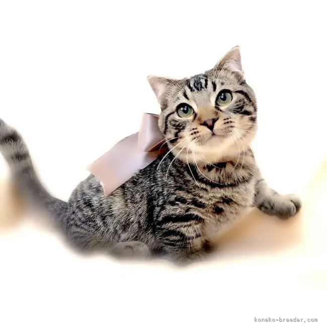 ID：2110-00568の子猫