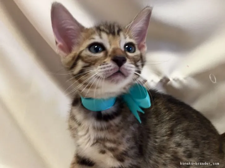 ID:1604-00628の子猫
