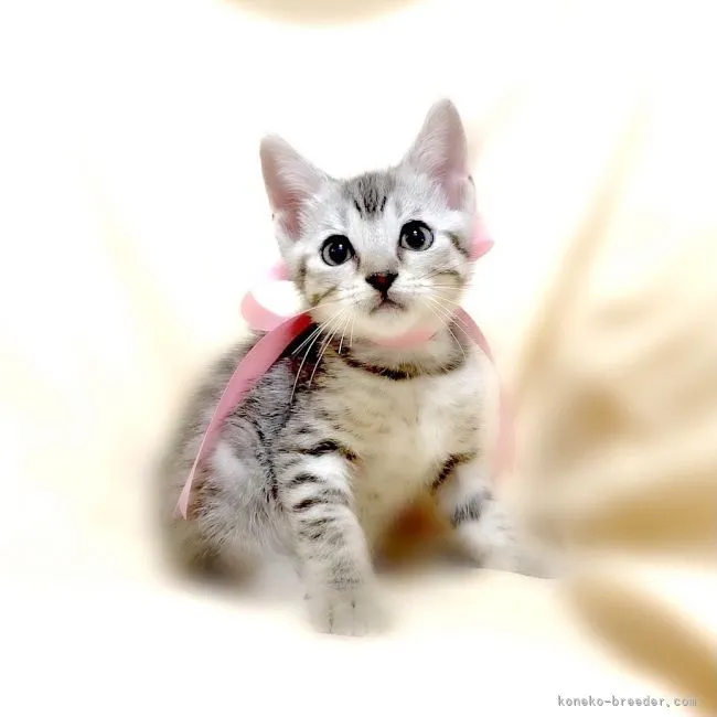 ID：2109-01309の子猫