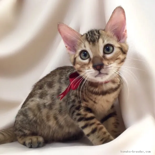 ID:1607-00697の子猫