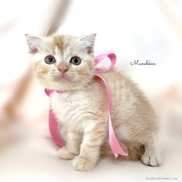 ID：2409-01388の子猫