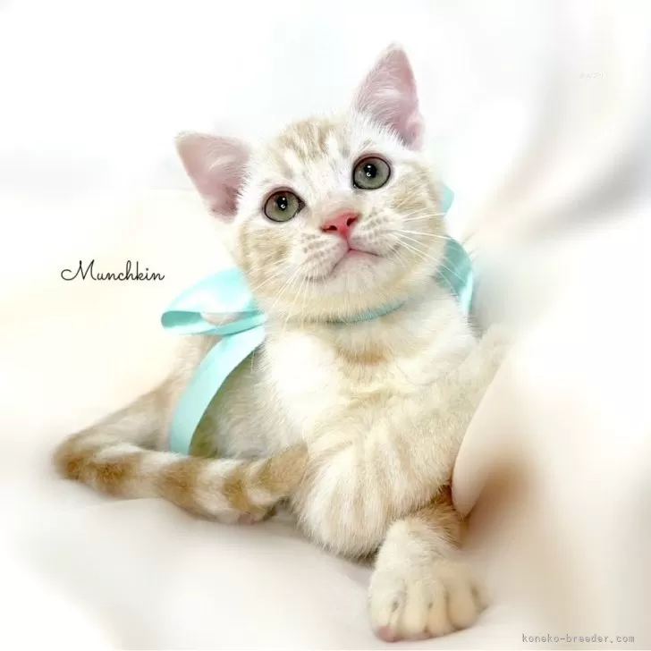 ID：2406-02983の子猫