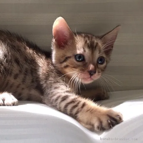 ID:1606-00878の子猫
