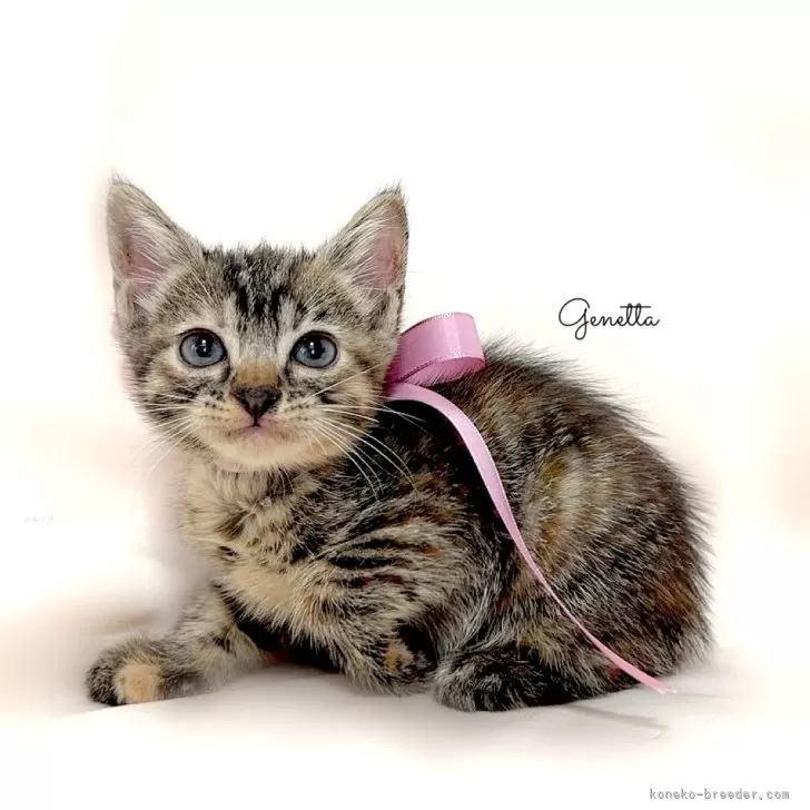 ID：2404-03334の子猫
