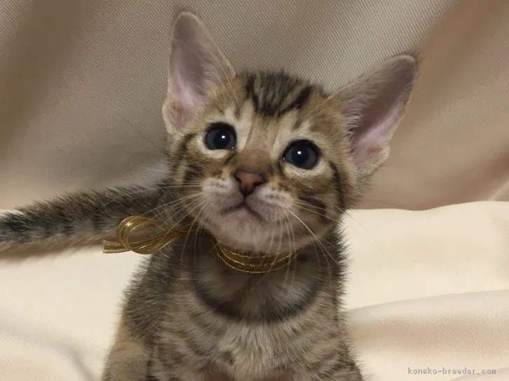 ID：1604-00455の子猫