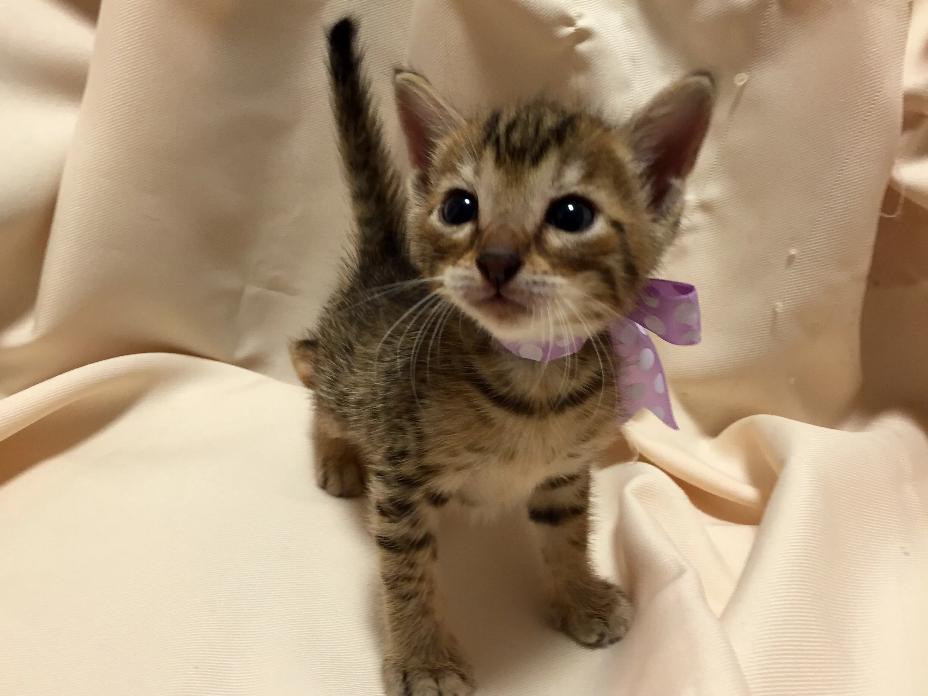 ID:1605-00452の子猫