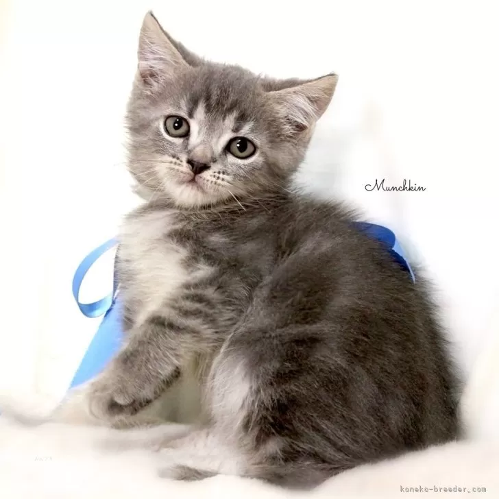 ID:2411-01262の子猫