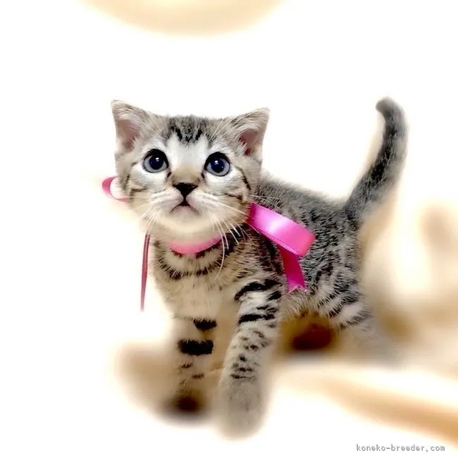 ID：2109-01308の子猫