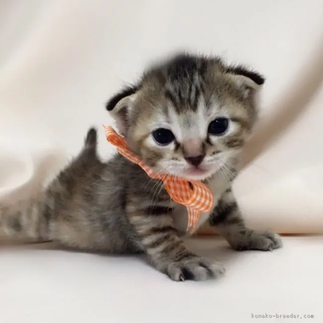 華ちゃんママ 様のお迎えした子猫