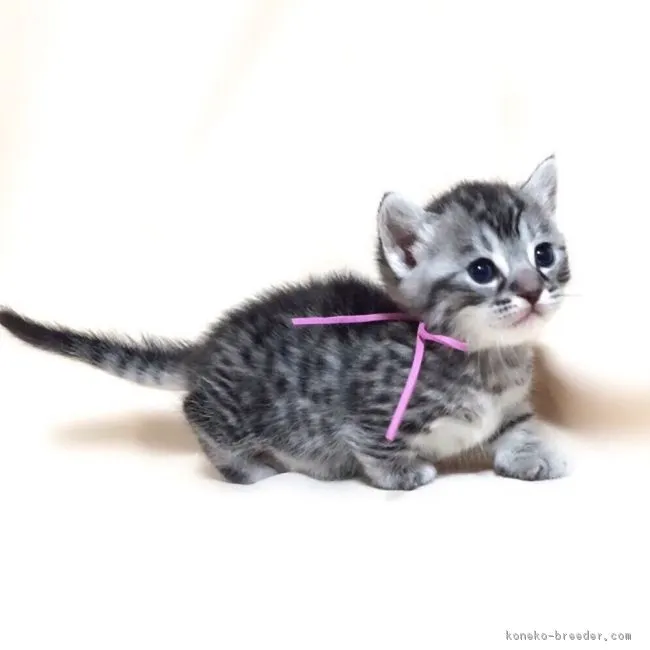 ID：1701-00024の子猫