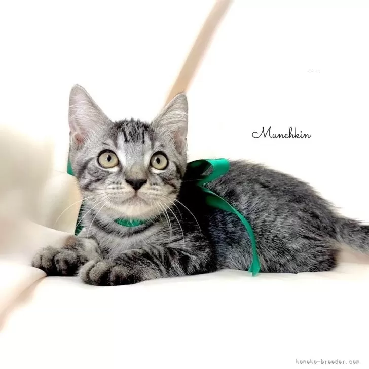 ID：2409-01858の子猫