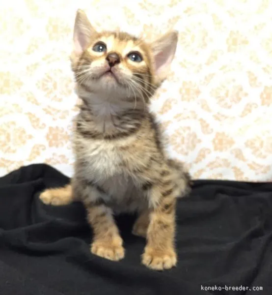 ID:1508-00408の子猫