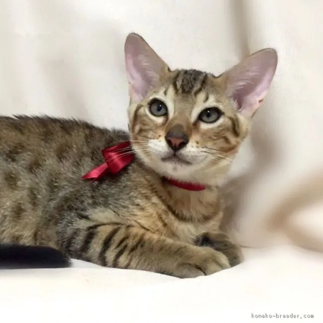 ID:1608-00359の子猫