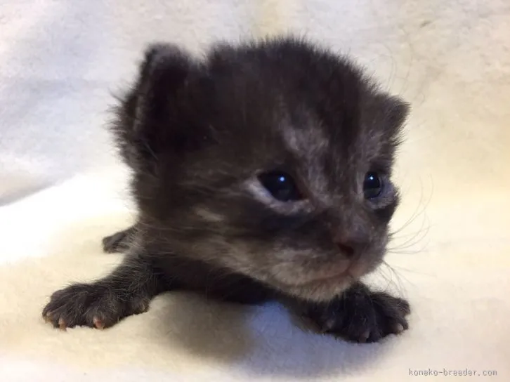 空 様のお迎えした子猫