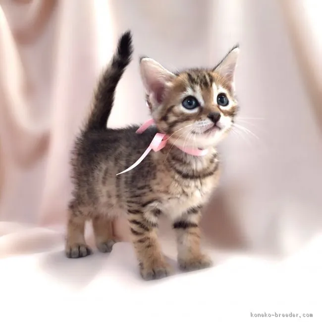 ID：1611-00742の子猫