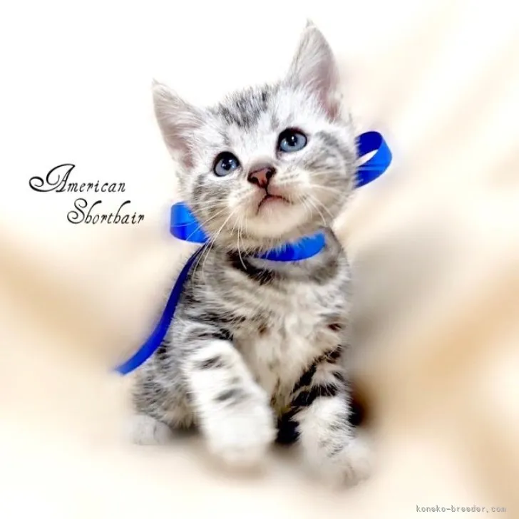 ID：2302-01708の子猫