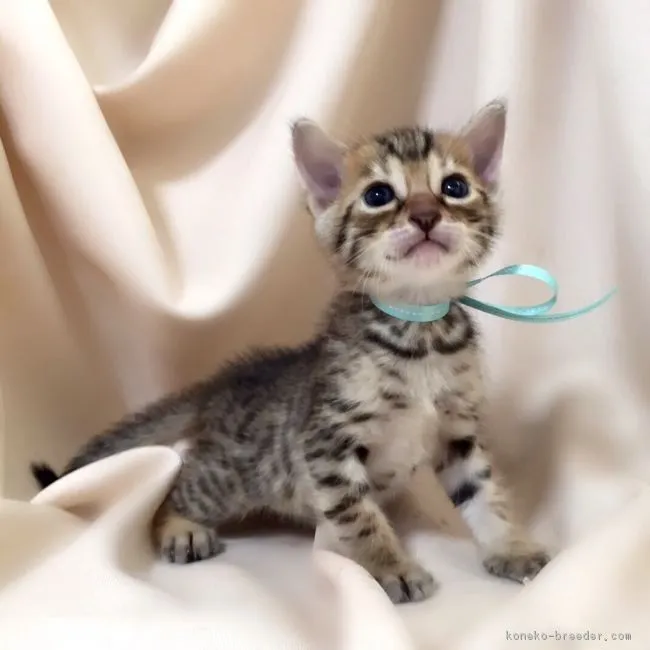 ID:1610-00339の子猫