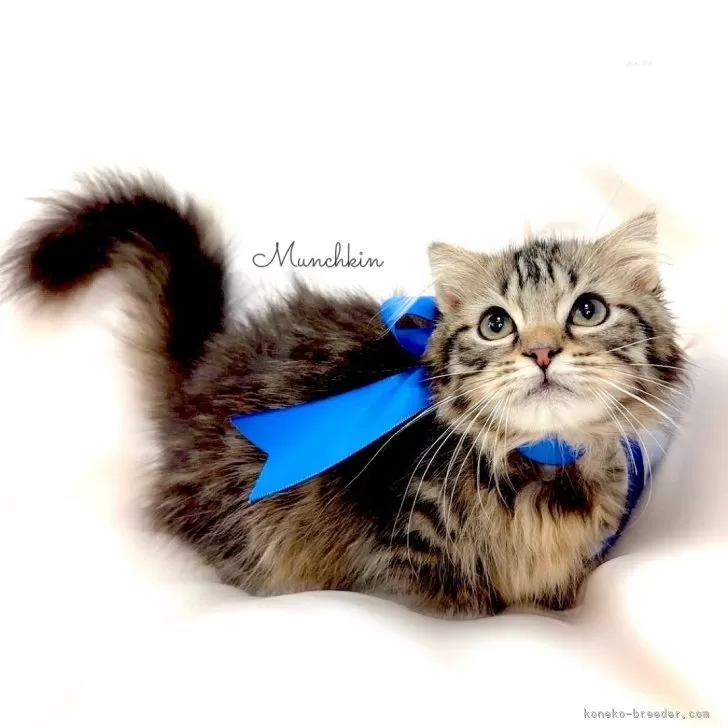 ID:2403-01220の子猫