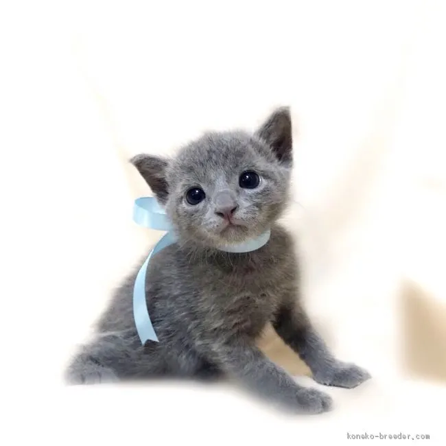 ID:1909-01917の子猫