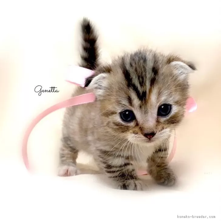 ID：2312-02116の子猫