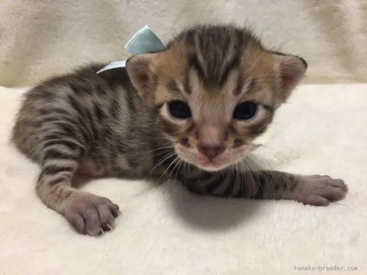 T.K 様のお迎えした子猫