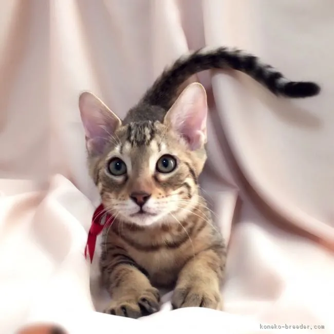 ID:1610-00341の子猫