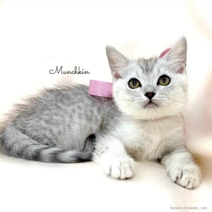 ID：2407-02533の子猫