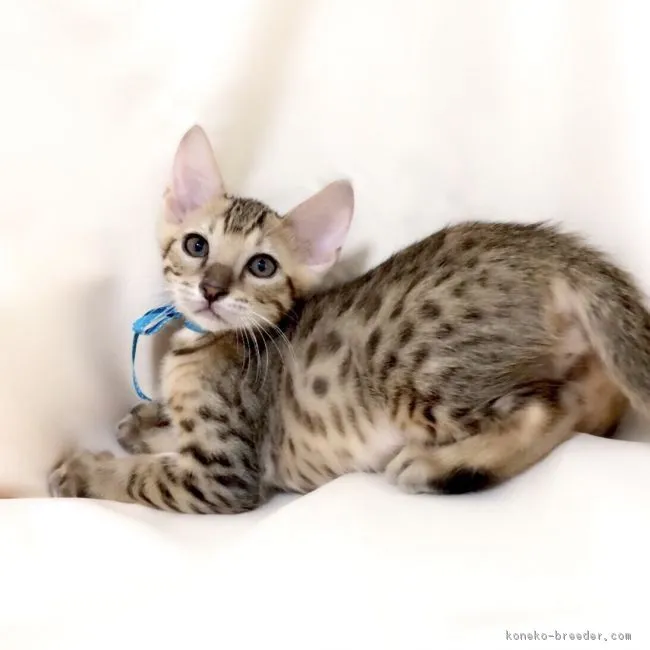 ID：1703-00140の子猫