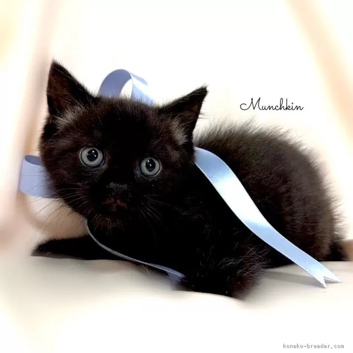 ID：2406-00419の子猫